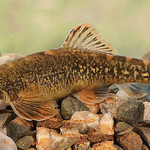 Orthrias brandtii