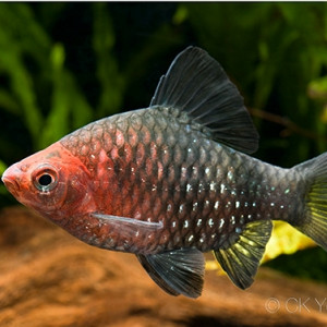 Puntius bandula
