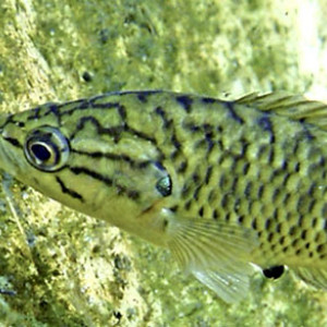 Sandelia bainsii