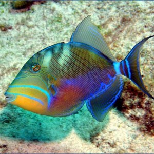 Balistes vetula
