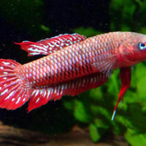 Betta burdigala