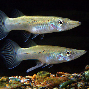 Belonesox belizanus
