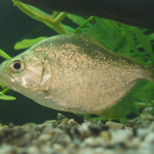 Serrasalmus brandtii