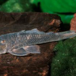 Chaetostoma vagum