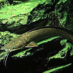 Clarias gariepinus