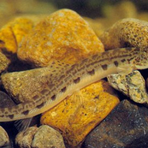 Cobitis paludica