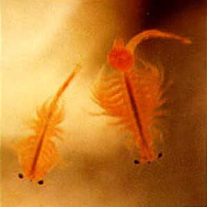 Artemia salina