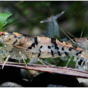 ZZ Caridina sp breviata