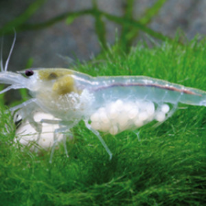 ZZ Neocaridina cf zhangjiajiensis