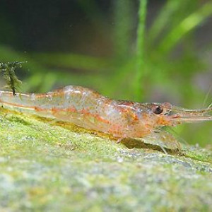 Caridina lanceolata