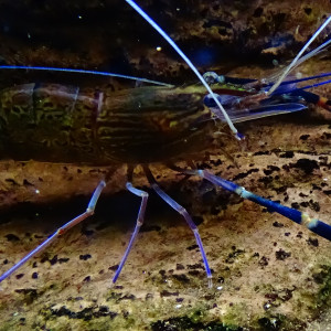Macrobrachium rosenbergii