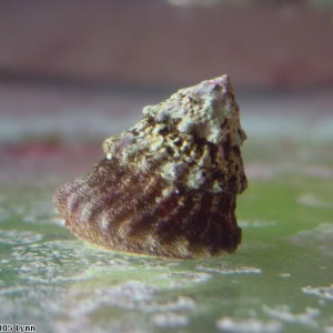 Lithopoma tectum