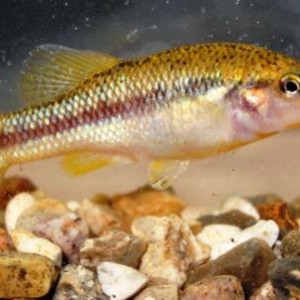 Allodontichthys hubbsi