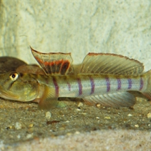 Awaous flavus