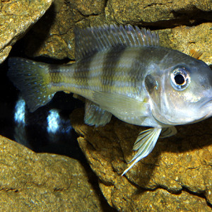 Limnochromis  auritus