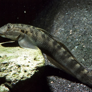 Cotylopus acutipinnis