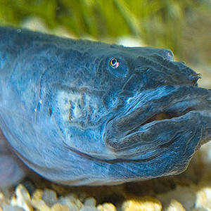 Gobioides peruanus