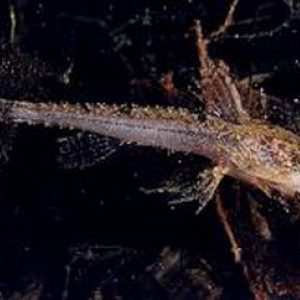 Stauroglanis gouldingi