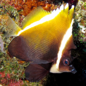 Heniochus varius