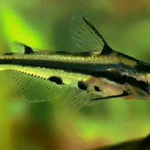 Hyalobagrus ornatus