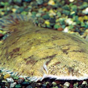 Hypoclinemus mentalis