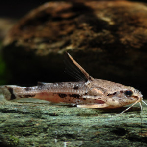 Platydoras hancockii