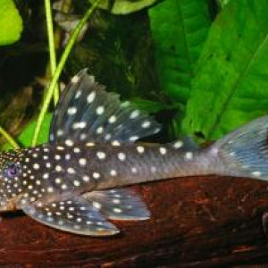 Hemiancistrus landoni