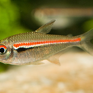 Hyphessobrycon heterorhabdus