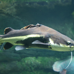 Phractocephalus hemioliopterus