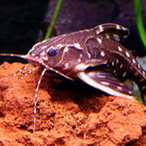 Hypodoras forficulatus 
