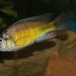 Haplochromis fischeri
