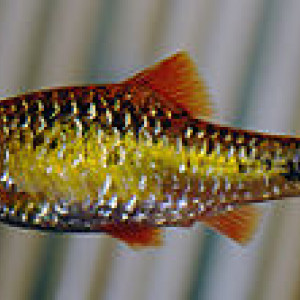 Puntius flavifuscus
