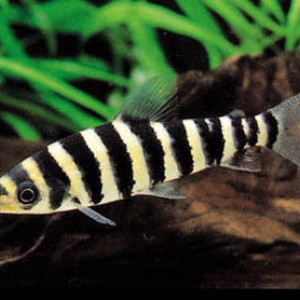Leporinus fasciatus