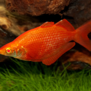 Glossolepis pseudoincisus