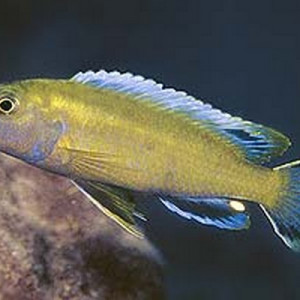 Genyochromis mento