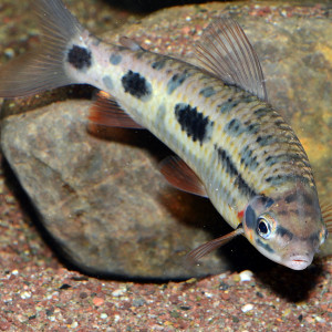 Leporinus granti
