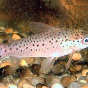 Dianema longibarbis