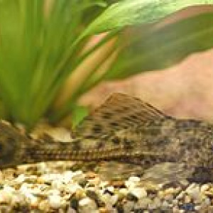 Hypostomus eptingi