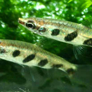 Nannostomus espei