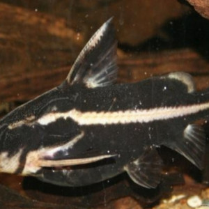 Orinocodoras eigenmanni