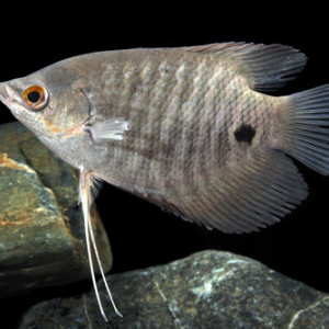 Osphronemus exodon
