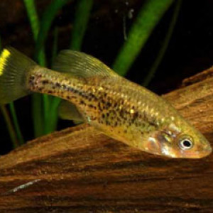 Chapalichthys pardalis