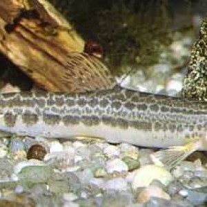 Cobitis maroccana