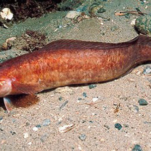 Ciliata mustela