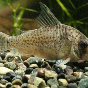 Corydoras crimmeni