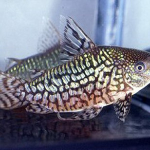 Corydoras geryi
