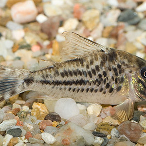 Corydoras vittatus
