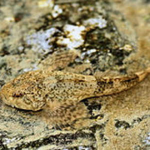 Cottus rondeleti