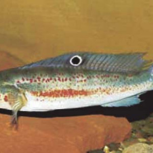 Crenicichla  labrina