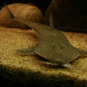 Planiloricaria cryptodon